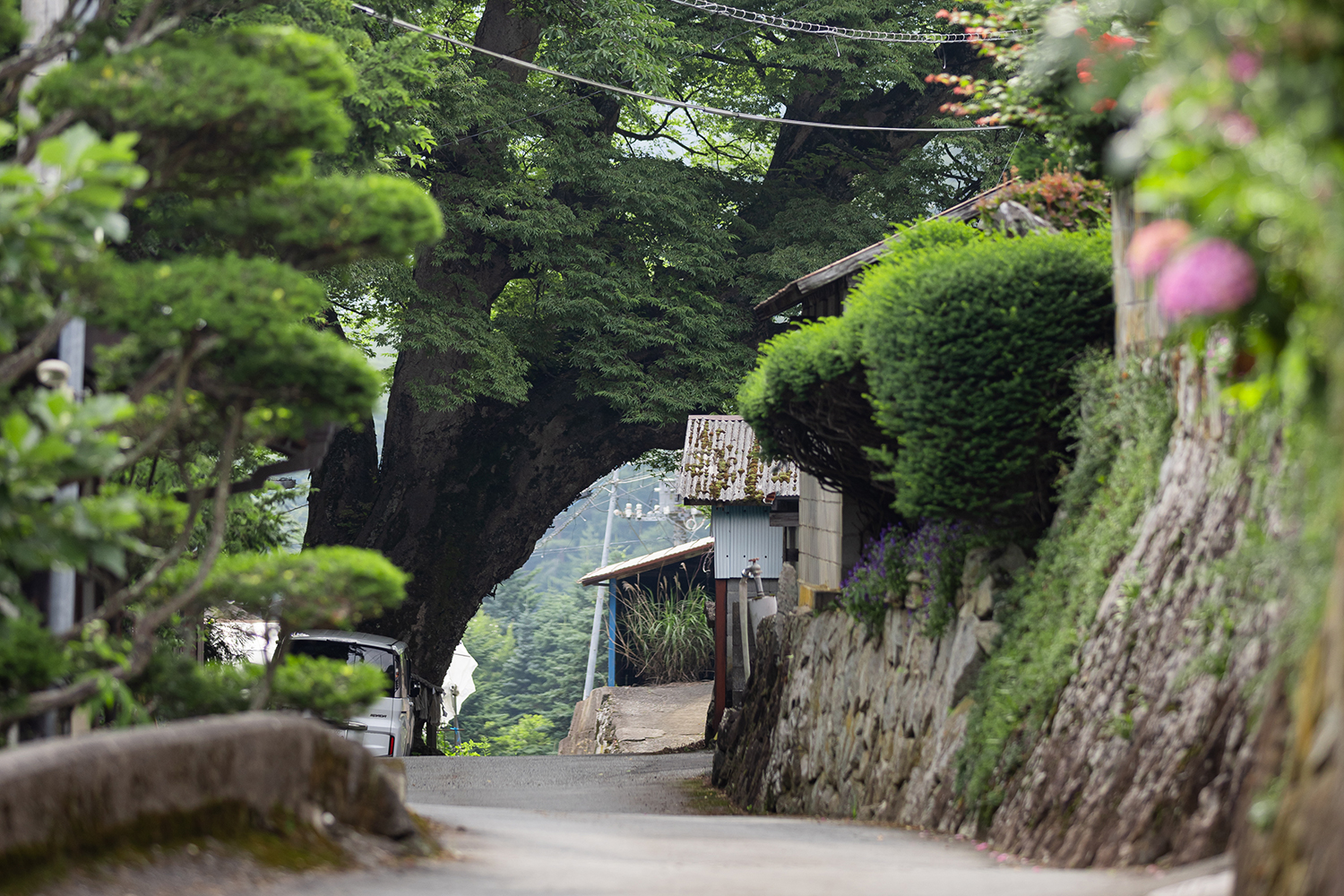 芦川の風景