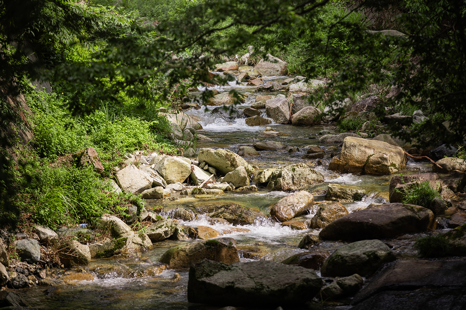 芦川の風景